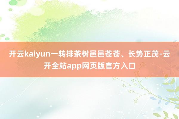 开云kaiyun一转排茶树邑邑苍苍、长势正茂-云开全站app网页版官方入口